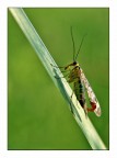 mosca scorpione