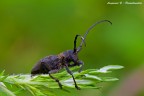 FULL FRAME!
Canon 550D
Tamron 180mm
f/16
1 sec.
ISO 200
3piedi 
Plamp
No crop

[url=http://img695.imageshack.us/img695/6712/coleotterocerambycidae3.jpg] Clicca qui per la versione a 3.000 pixel.[/url]

[url=http://img6.imageshack.us/img6/2773/coleotterocerambycidae2.jpg] Clicca qui per la versione a 2.000 pixel.[/url]

Graditi commenti, buona giornata a tutti!
Ciao.