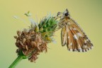 Pyrgus malvoides