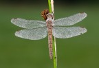 Orthetrum brunneum