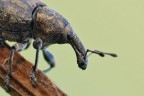 Lepyrus capucinus