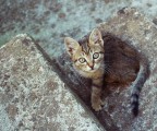 Questo micio  un modello =)