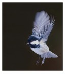 In volo