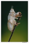 Exuvia ......