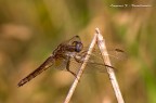 Crocothemis erythraea - femmina (Brull, 1832)