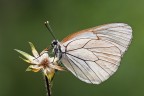Aporia
