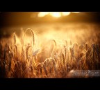 Summer at ƒ/1.2 Summer at ƒ/1.2