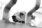 F/4.0 - 1/40 - ISO 100 
E' stata trasformata in bianco e nero

Ogni consiglio e suggerimento sono graditi!!!! Grazie ;-)