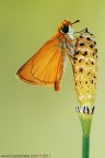 Thymelicus acteon