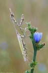 Empusa pennata (Thunberg 1815) - Empusidae