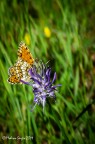 Fiore e farfalla