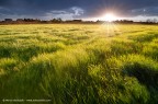 Un campo di periferia dopo la pioggia, un lampo di luce, un colpo di vento...