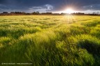 Un campo di periferia dopo la pioggia, un lampo di luce, un colpo di vento...