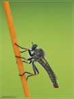 Piccola Asilide