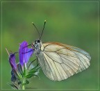 Aporia