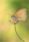 Farfalla