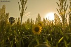 tramonto