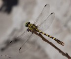 O. Forcipatus diagonale