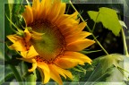 Mi cimento anch'io dai, quasi 2 mesi fa in giardino abbiamo piantato dei semi di girasole, e oggi finalmente uno  sbocciato, dopo aver passato abbondantemente i 2 metri e mezzo di altezza :P

Nikon D40
50mm f/1.8 @ f/8
ISO 200
1/50"


Commenti e critiche sempre ben accetti, siate magnanimi