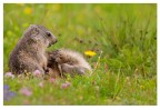 Cuccioli