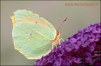 Il colore rossiccio all'interno delle ali, indicherebbe che si tratta del maschio

 proprio lei, per il suo sgargiante colore che si intravede all'interno delle ali,  che sembra aver dato il nome BUTTERFLY a tutto l'ordine di farfalle in inglese.