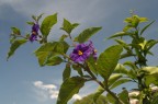 fiori