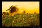 girasole