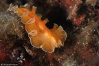 Merletto