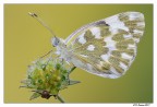 Pontia edusa