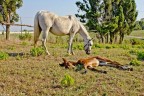 horses