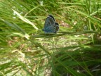 Foto macro farfalla