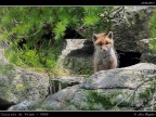 Volpe # 4 - cucciolo