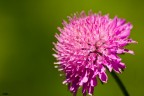 ...FIORE...