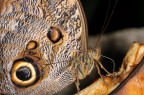 Farfalla fotografata al Butterfly Arc (Montegrotto Terme)

Dati Exif:
Obiettivo Sigma 150mm macro hsm
ISO: 200
1/400
F 16

critiche e commenti sempre graditi

Versione HR: http://imageshack.us/photo/my-images/836/dsc87222.jpg/