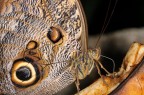 Farfalla