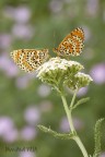 Ciao a tutti
due Melitaea didyma su un'achillea

100 macro
f/9
cavalletto
no flash

http://img121.imageshack.us/img121/5877/achilleahr.jpg

C&C a gog

Damiano