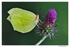 Gonepteryx rhamni