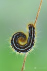 Malacosoma neustria