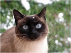 La mia micia sotto la neve