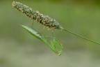 Piccolissima Mantide