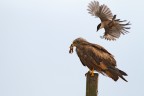 Un Nibbio Reale ha individuato un nido e giorno dopo giorno rapisce i piccoli pulcini , mentre la madre cerca inutilmente di attaccarlo per difendere la prole, la dura legge della natura