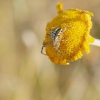 D700, 105mm Macro