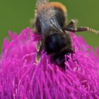 D700, 105 Macro