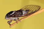 ...Cicala...!!!