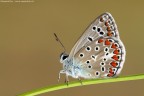 Polyommatus icarus (Rottemburg, 1775) - Lycaenidae Polyommat