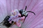 di un fiore di malva
Soggetto di dimensioni minutissime circa 6 mm di lunghezza e 2-3 di larghezza.