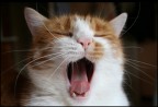 Il mio gatto impegnato in una delle sue maggiori attivit.