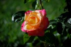 Rosa pesca