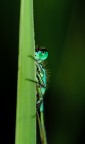 Nikon D100, 60 micro, 1/60 sec., f/13.