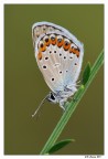 Altra Licenide